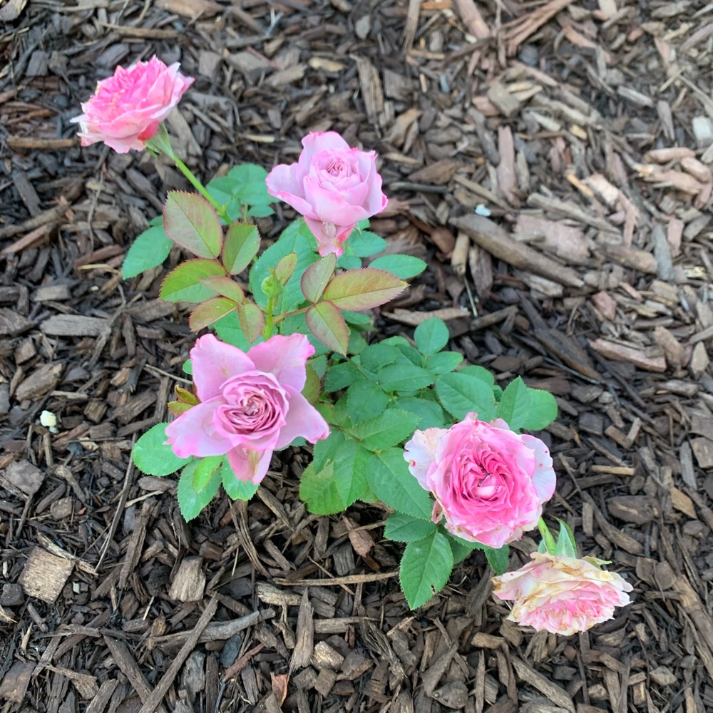 💰 Bundle and save BIG! I NEED TO CLEAR THE RACKS!